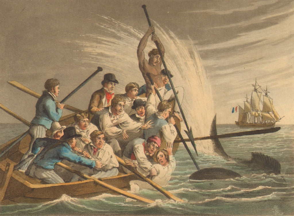 SHARK ATTACK. Killing a Great White. Boat harpoon Ship.  (Edward Orme)  1814